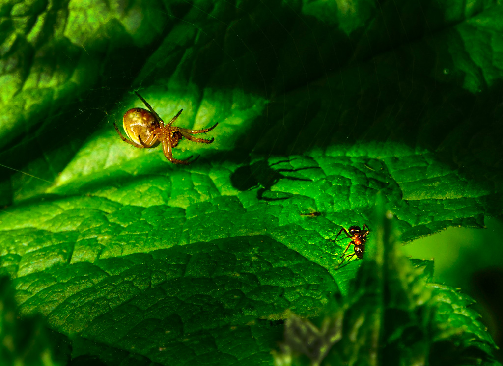 Spider and Ant by Neal R. Thompson, M.D.