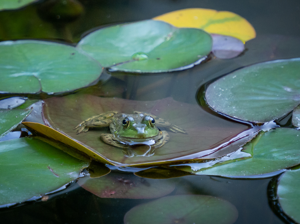 Frog on a Lilypad by Joey Johnson