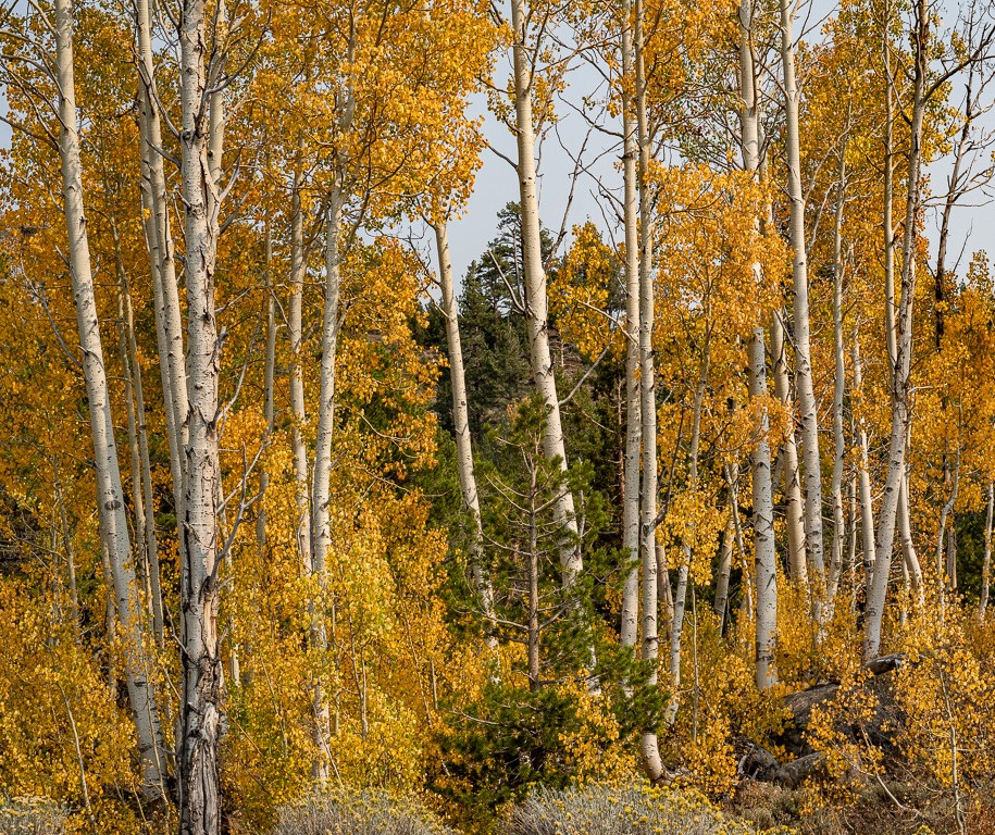 Aspens in Fall by Joey Johnson