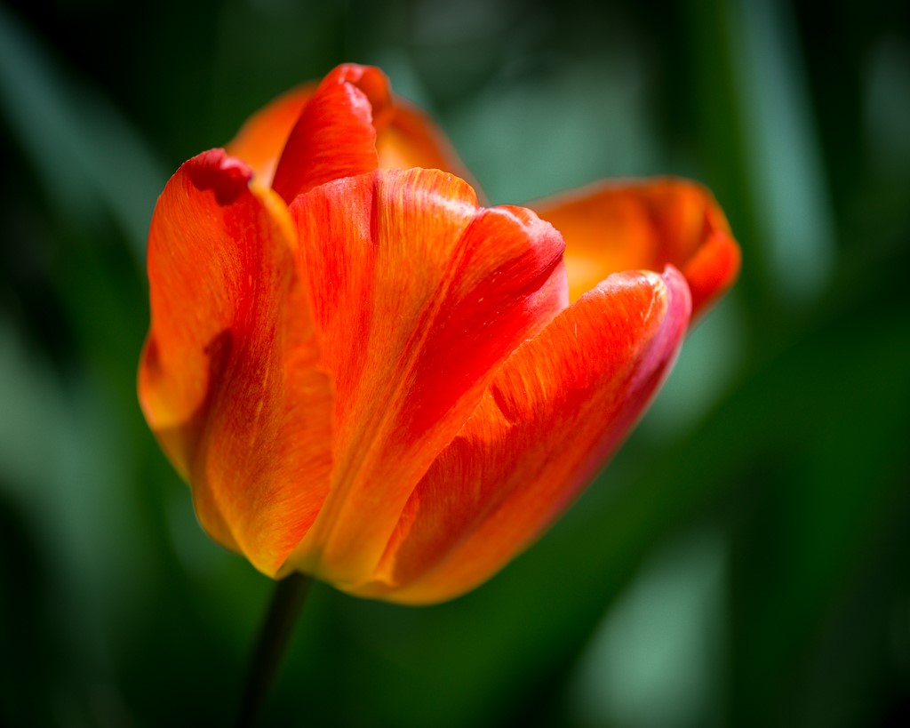 Tulip by Joey Johnson