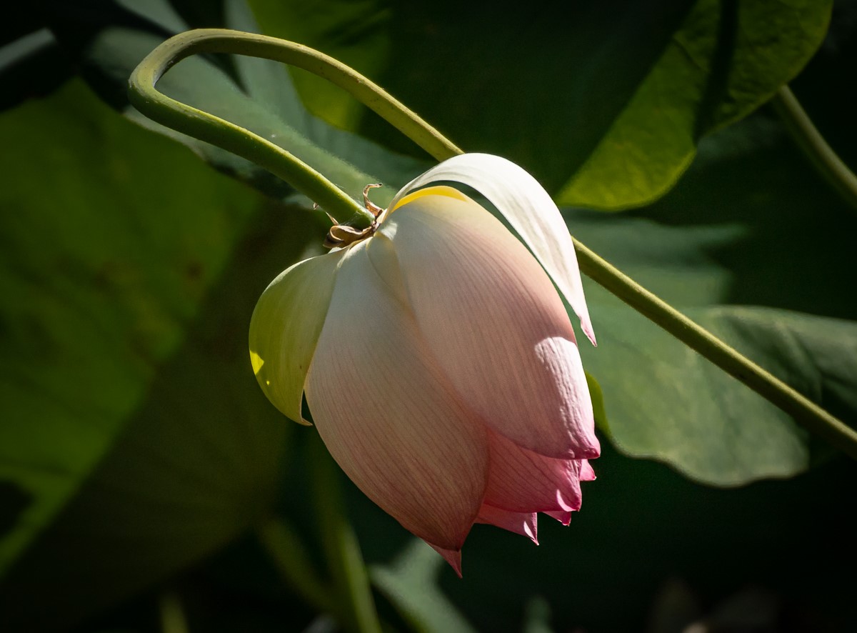 Lotus Bud by Joey Johnson