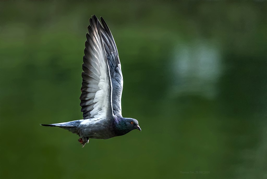 Simple Pigeon in flight by Than Sint, MPSA2, SPSA, AFIAP