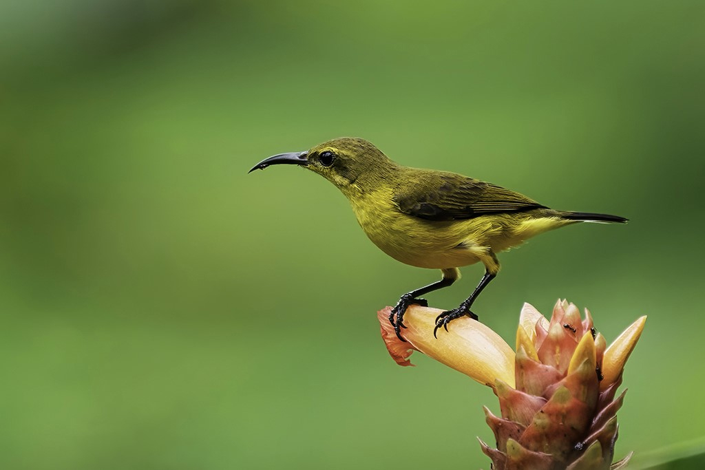 Olive-backed Sunbird by Than Sint