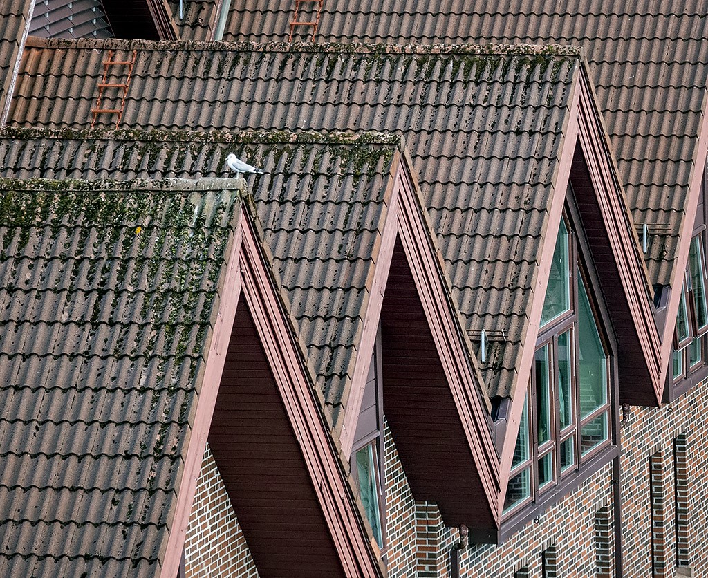 Rooftops and Bird by Sol Blechman