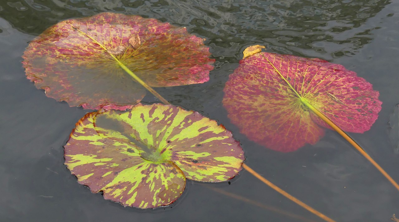 Red Green Lily Pads by Sharon Moir