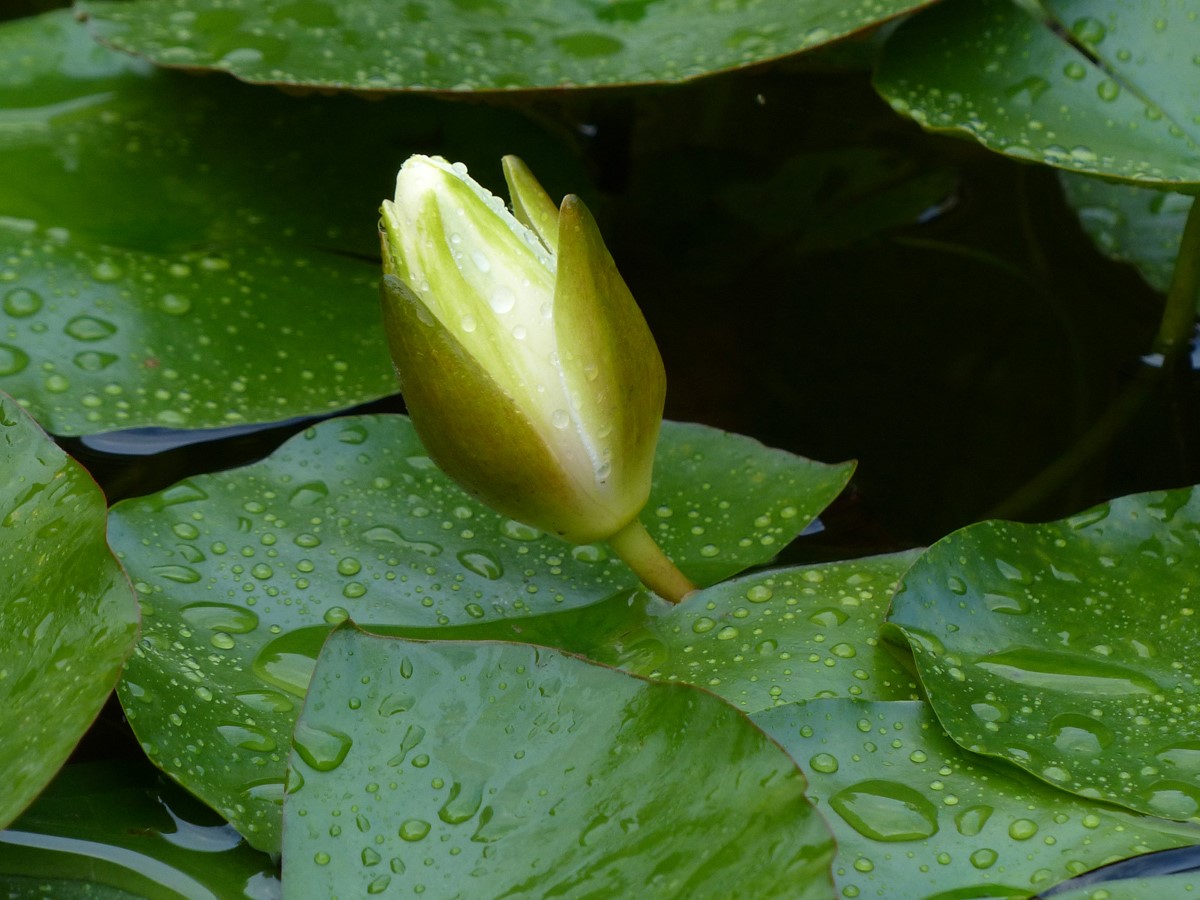 Lily Pad by Sharon Moir