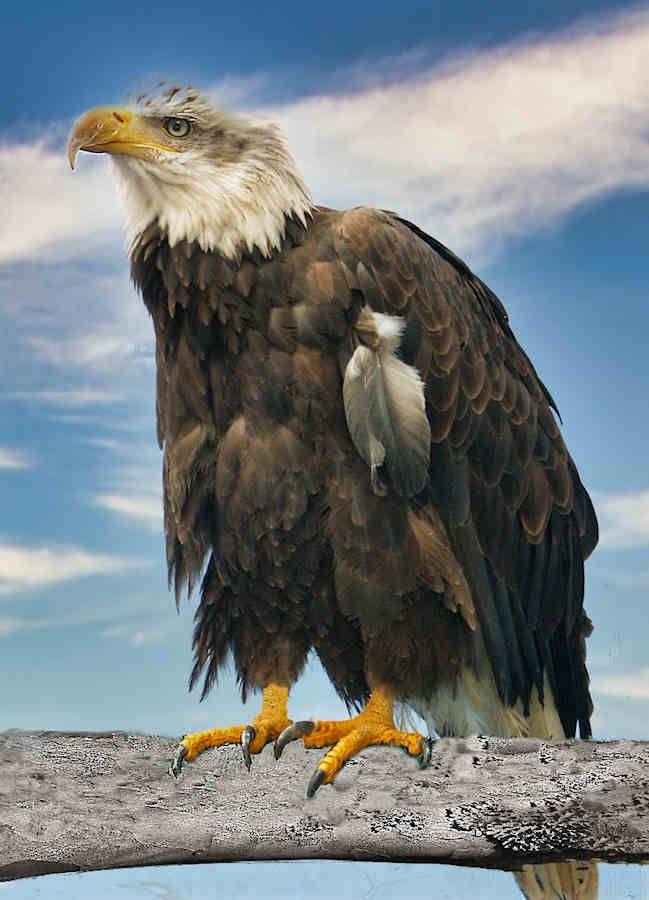 American Eagle by Harry M. Stuart
