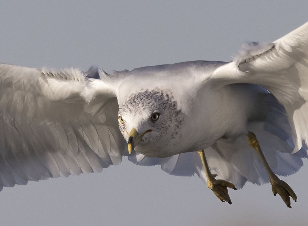 Gull at Feeding Time by Piers Blackett