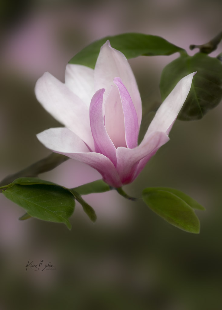 Pink Magnolia by Karen Botvin