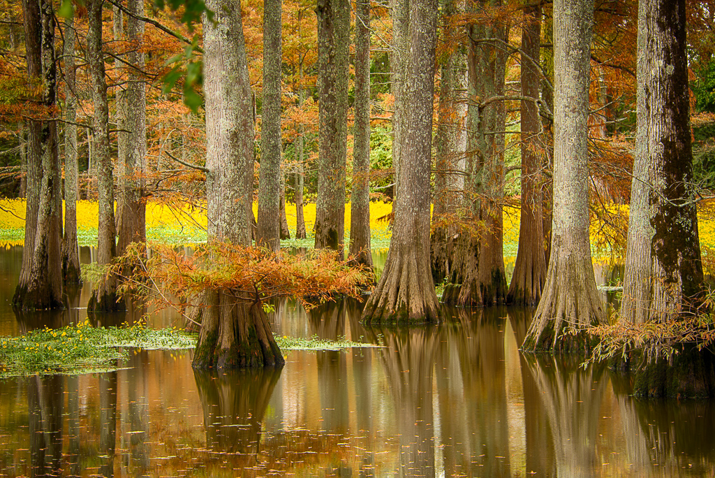 Fall at Plum Bayou by Shirley Pohlman