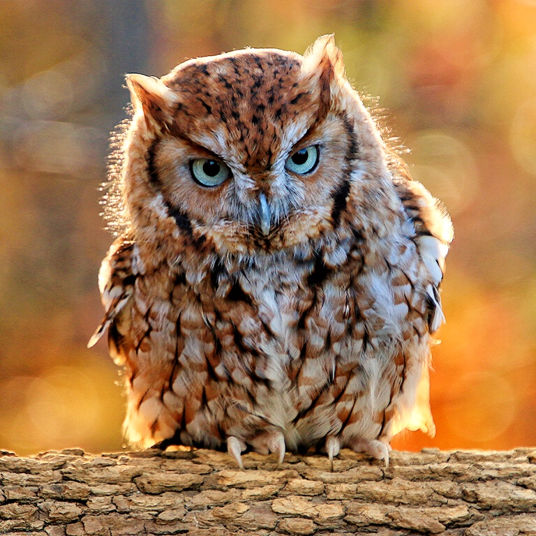 Owl Gaze by Kieu-Hanh Vu