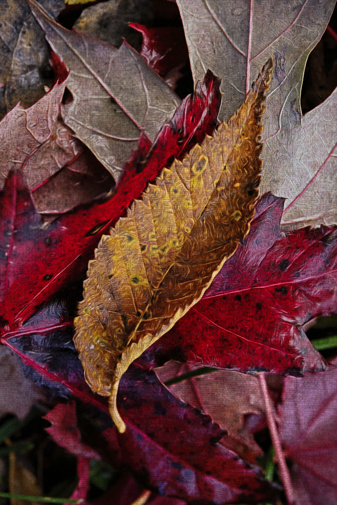 Fall Leaves by LuAnn Thatcher