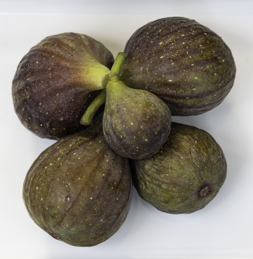 The First Figs of 2023