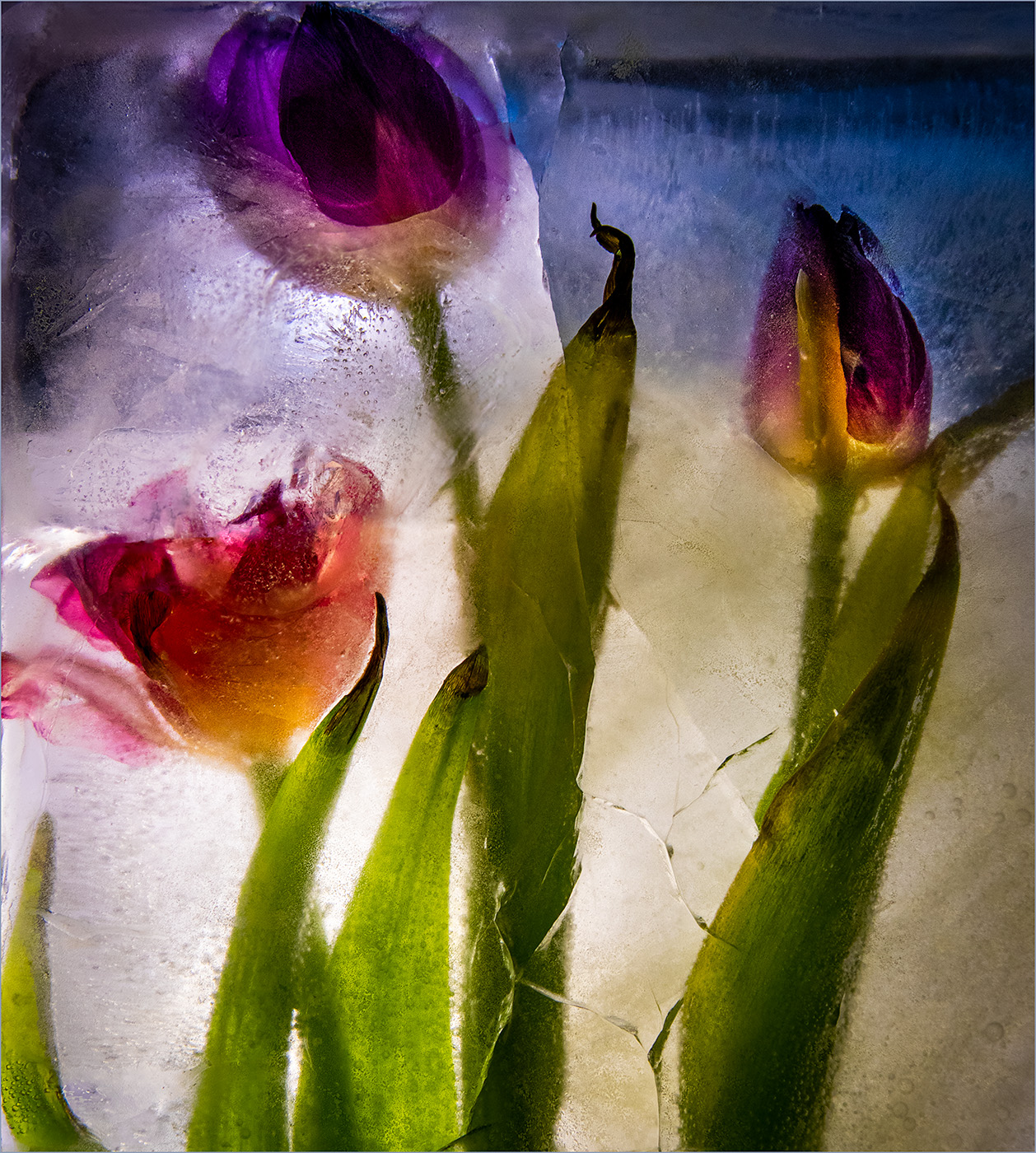 Tulips on Ice by Ruth Sprain