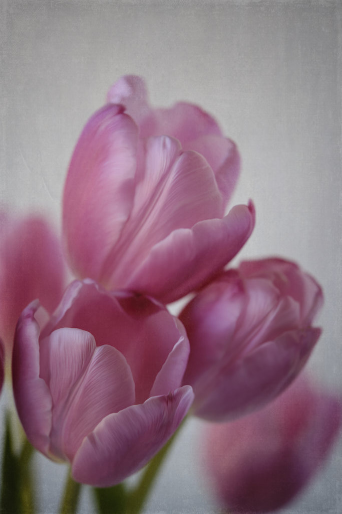 Tulip Bouquet by LuAnn Thatcher