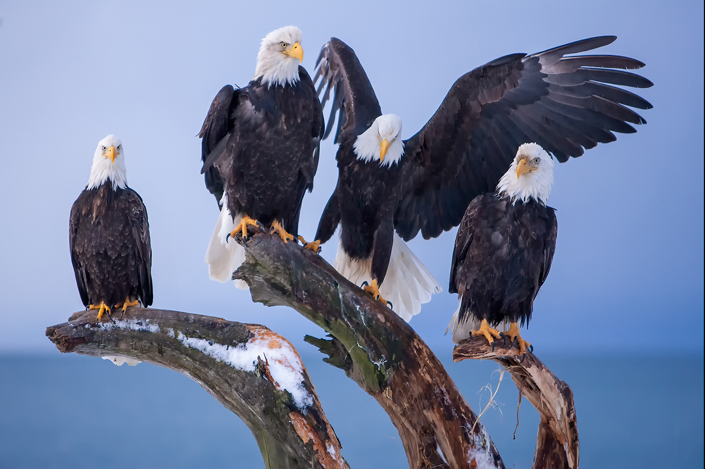 Alaskan Bald Eagles by Erik Rosengren