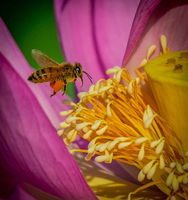 Bee and Lotus by Dr Isaac Vaisman, PPSA