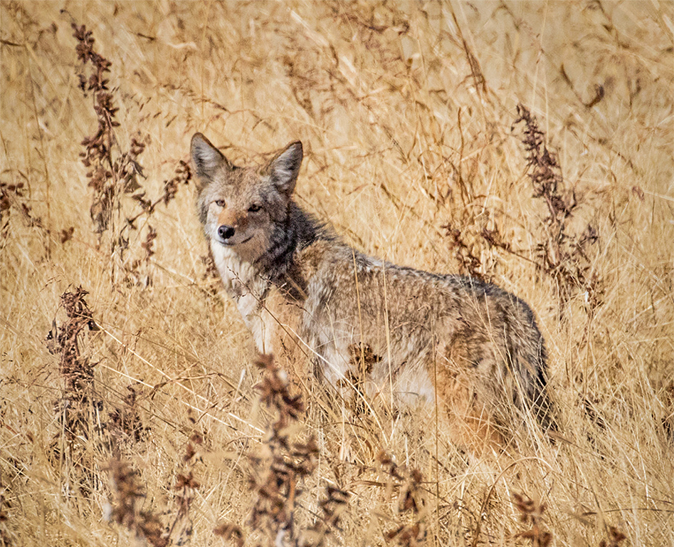 Watching his back trail, Coyote by Erik Rosengren, FPSA, PPSA