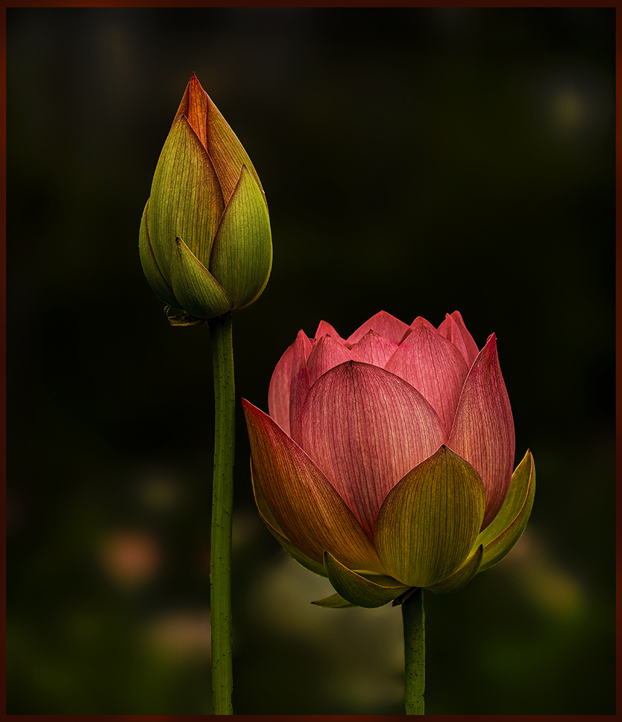 Lotus Bud and Blossom by Oliver Morton