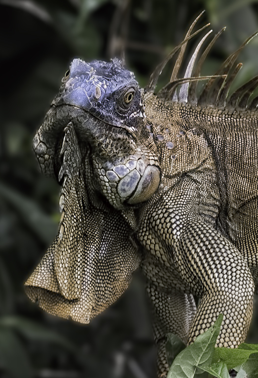Iguana by Richard Siersma