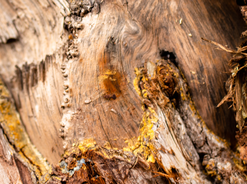 Close up of a tree trunk by Sandra Irwin