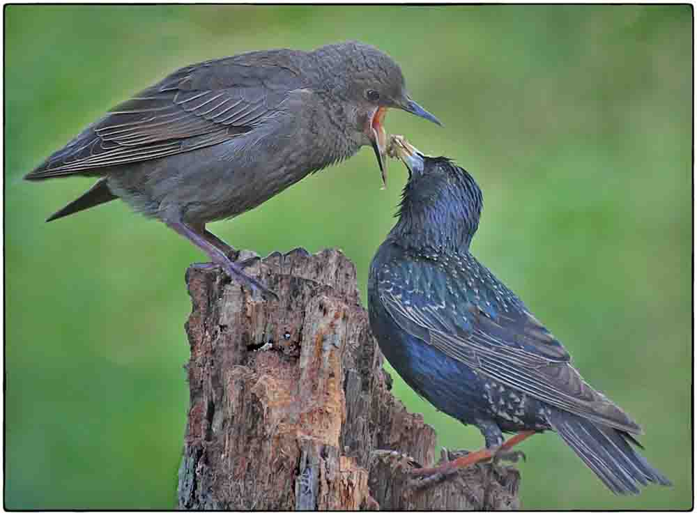 Adult Starling Feeding Young by Janet DiMattia