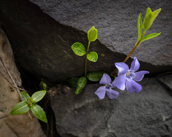 Creeping Myrtle by Doris King