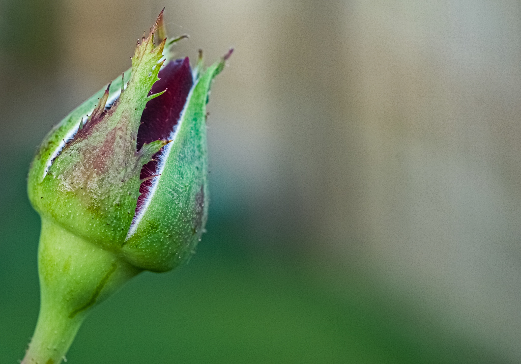 Rose Bud by James Silliman