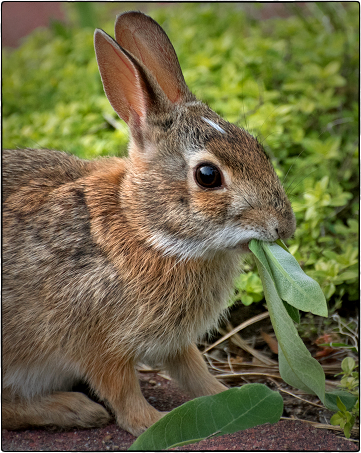 Rabbit Eating Milkweed Leaves by Janet DiMattia