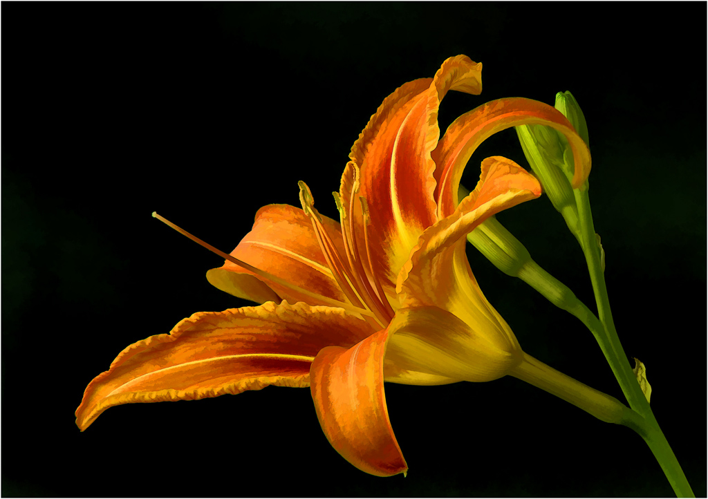 Tiger Lily by Dick States
