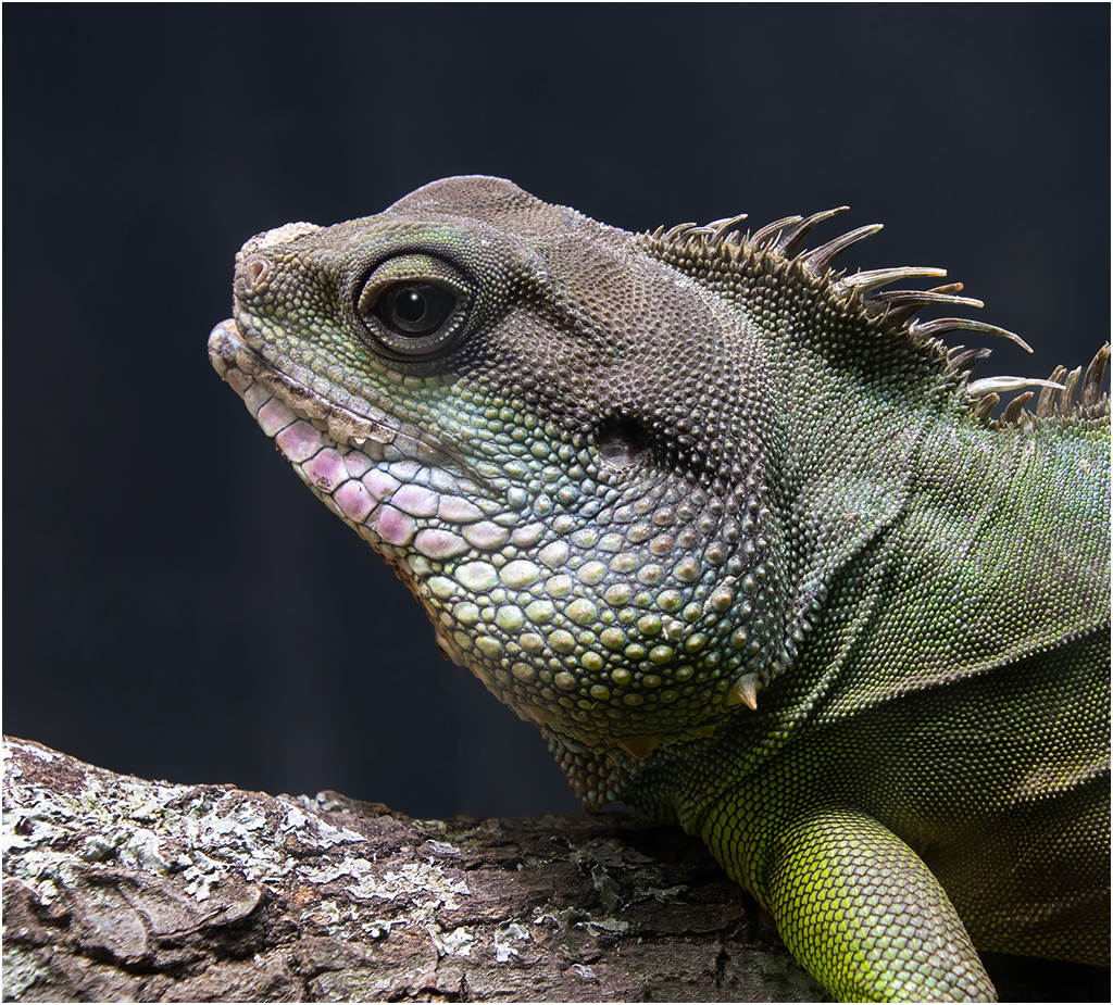 Virginia Zoo Lizard by Tom McCreary, APSA, MPSA