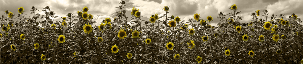 SUNFLOWERS by Marcus Miller