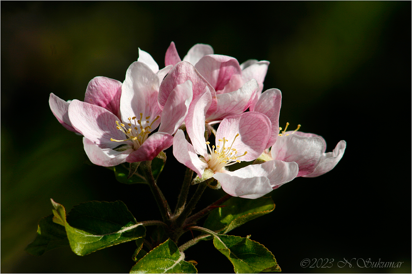 Apple Flower by N. Sukumar