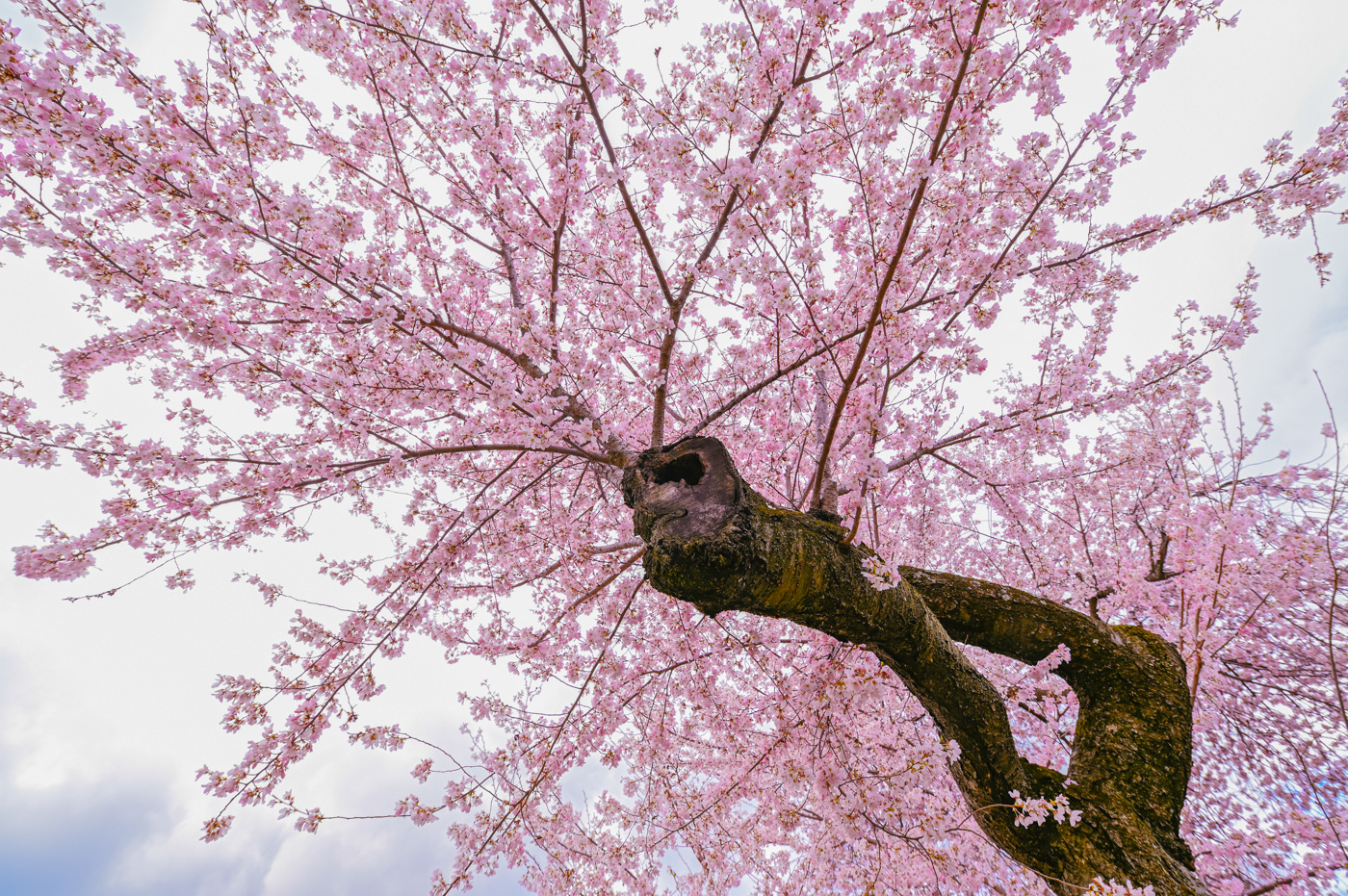 Cherry Blossoms at Branch Brook Park, NJ by Pinaki Sarkar