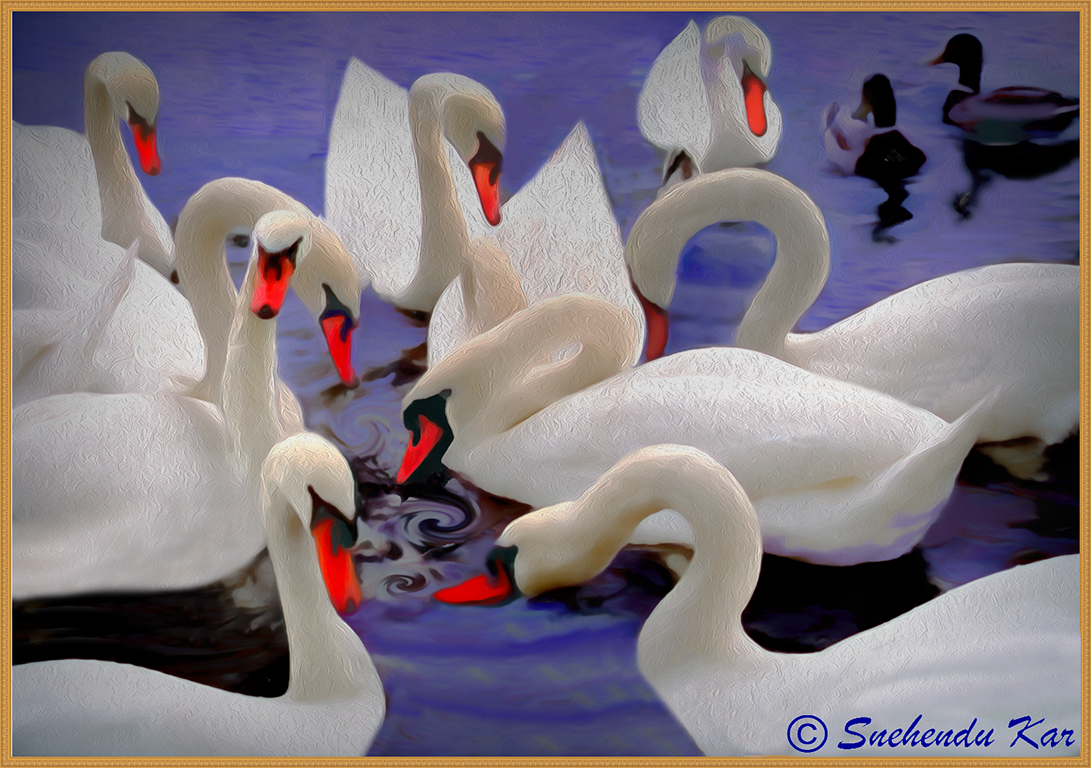 Swan lake by Snehendu Kar