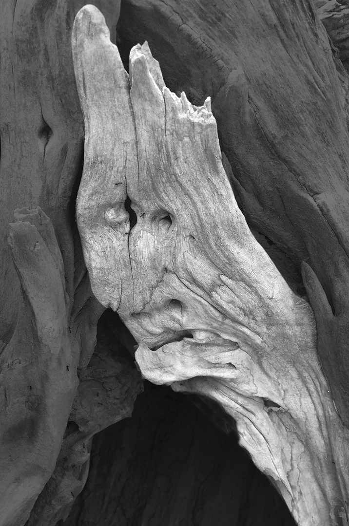 Human Face in Dead tree by Shaikh Amin, FPSA, GMPSA