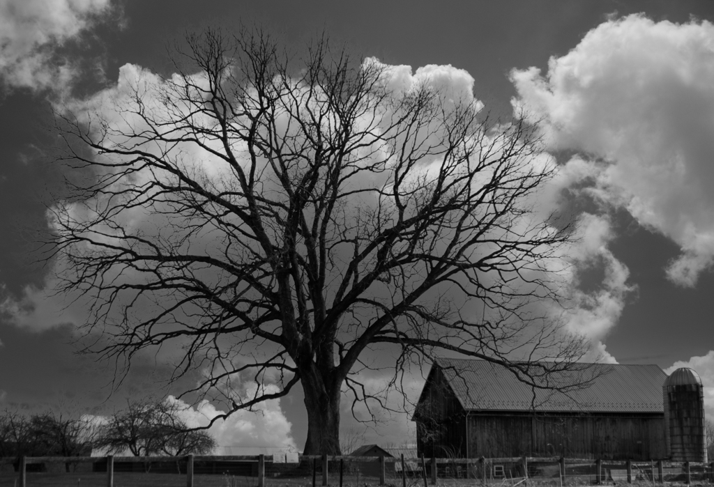 Tudek Park Tree and Barn by John Larson, FPSA, MPSA2