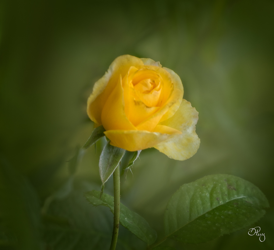 Yellow Rose by Debbie Perez