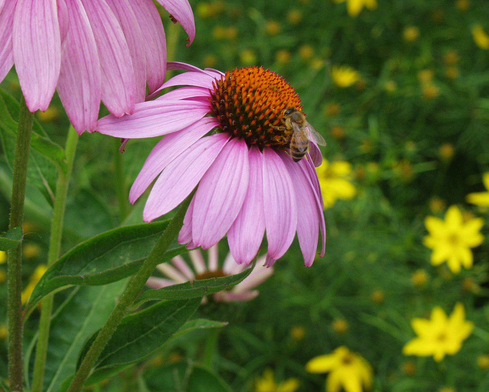 Echinacea with Bee by Jesse Lobel