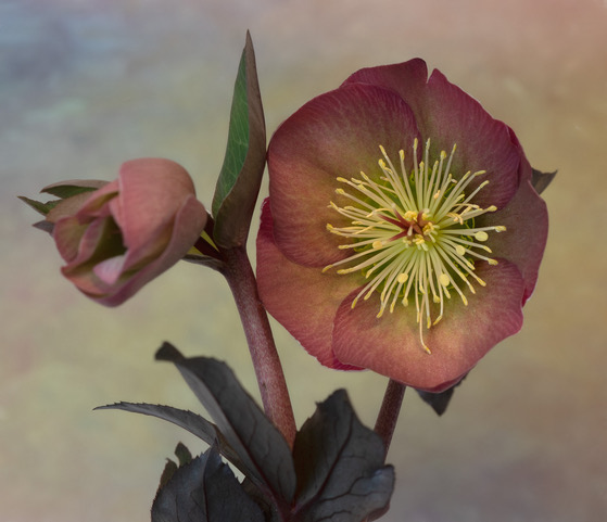 Garden Flower by Diana Duffey