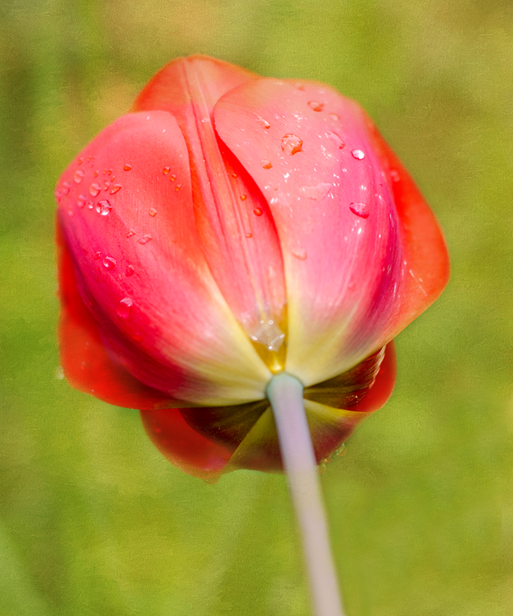 Tulip bending after rainfall by Donna Sturla