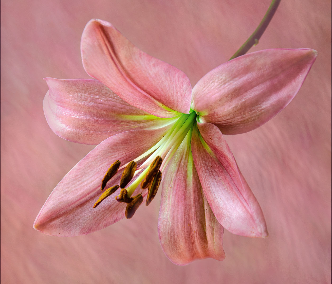 Pink lily on Pink by Donna Sturla