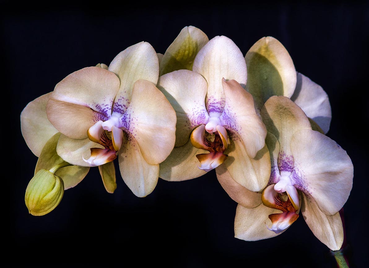 Orchids by Donna Sturla