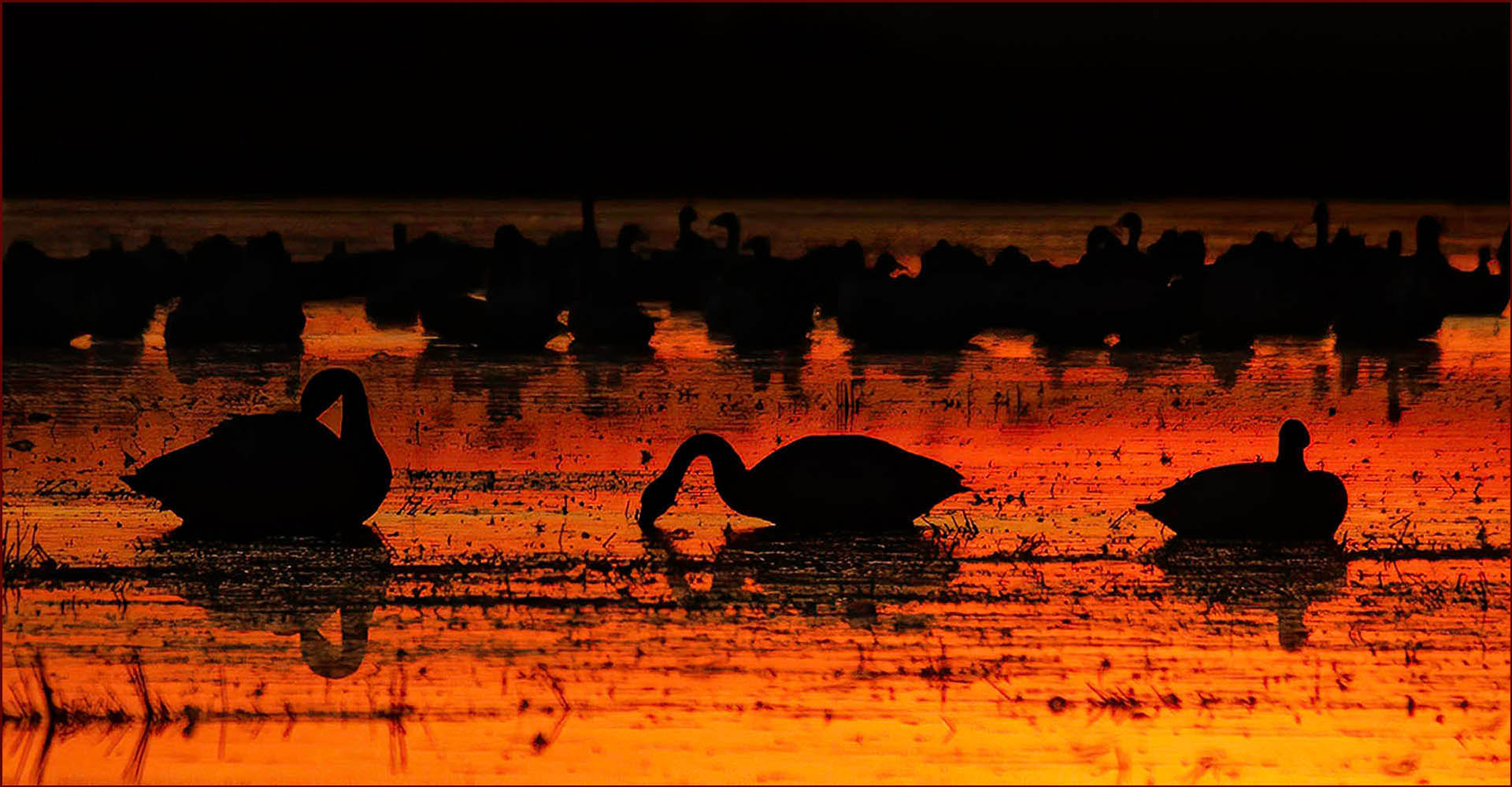 Tundra Swans at Sunset by Donna Sturla