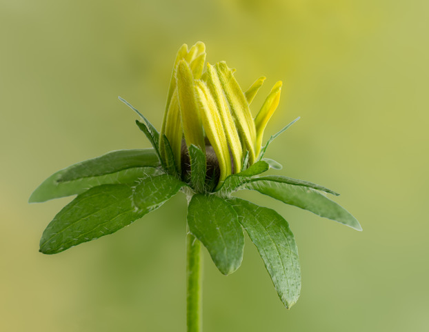 Rudbeckia Flower Bud by Diana Duffey