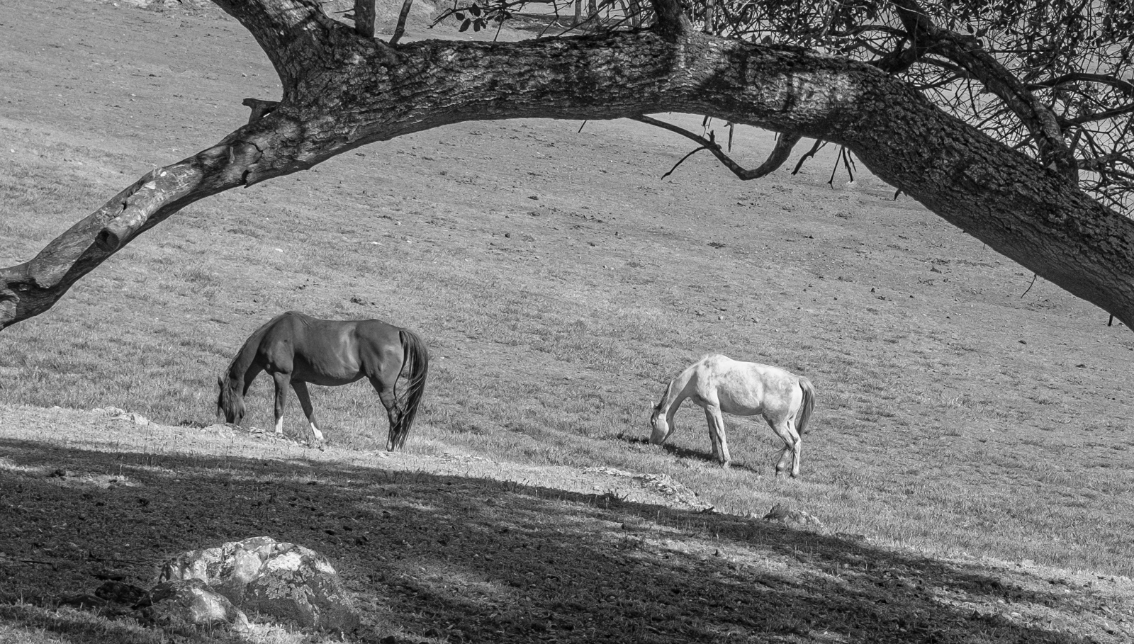 Framed Horses by Allen Tucker