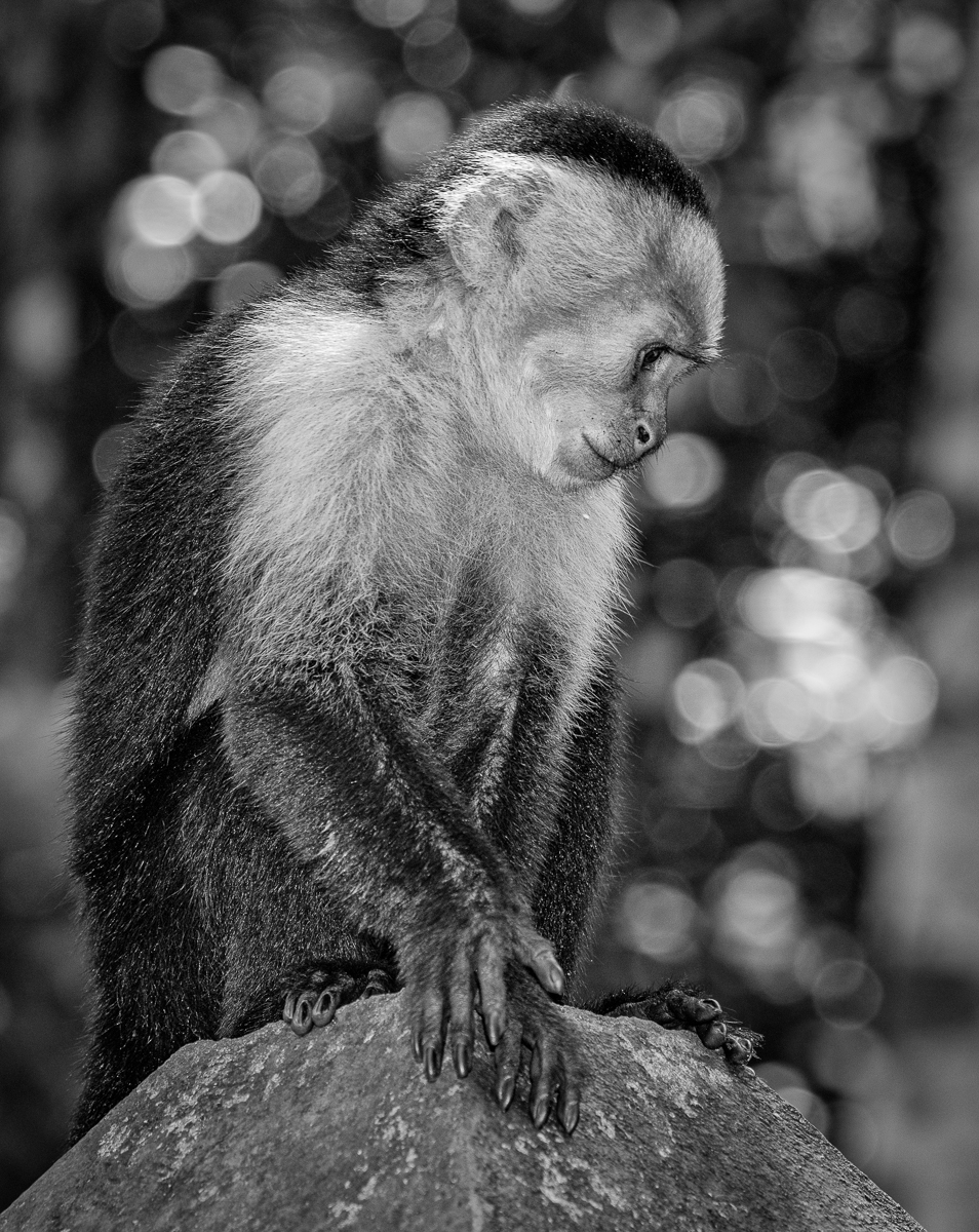 Capuchin Monkey by Henry Heerschap