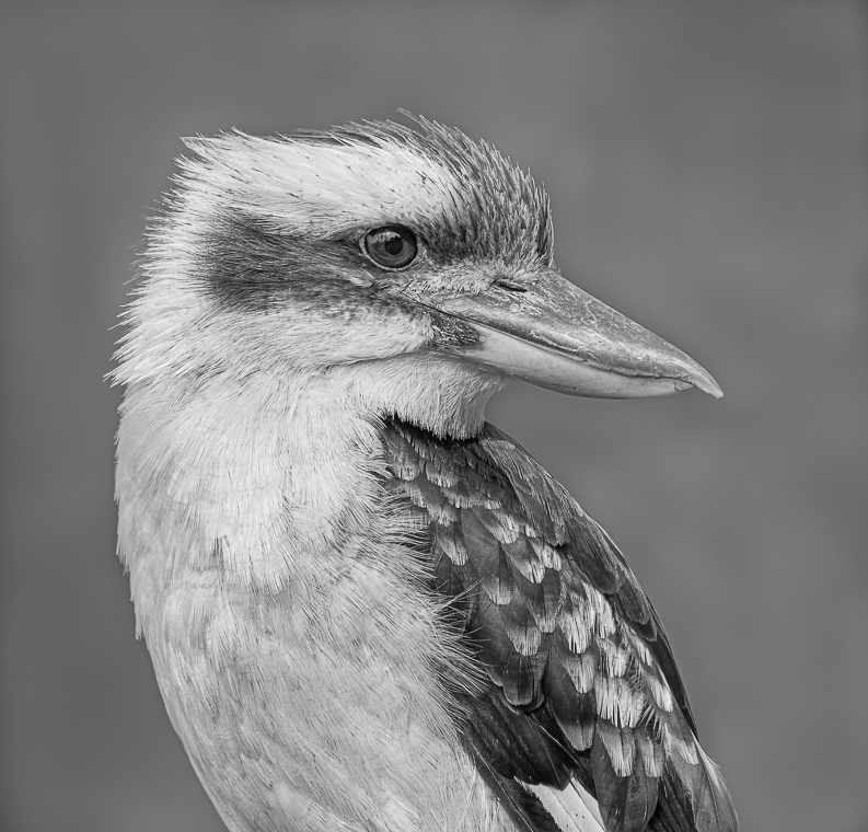 Kookaburra by Sharron Leppien, QPSA