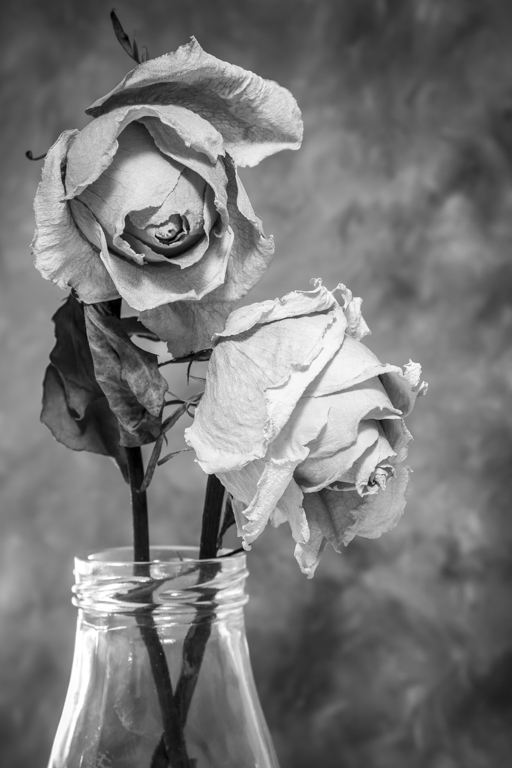Rose by Lisa Hlavinka