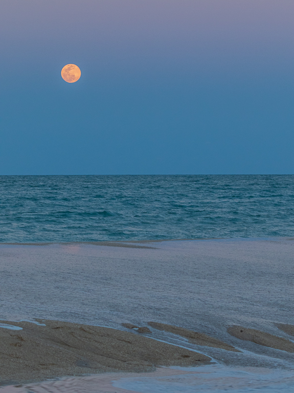 Signs of Spring - Pink Moon Beach by Ally Green